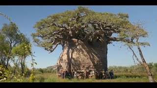 Le baobab de Madagascar larbre le plus gros du monde En voie dextinction [upl. by Esojnauj]