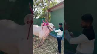 Sonya 5050 🔥🥺🫀 song music marathi live love new religion cow sonya5050 foryou [upl. by Collyer]