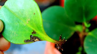 How to grow peperomia plant  Peperomia green propagation [upl. by Apple73]