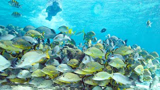 Hol Chan Marine Reserve  Top Coral Reef Scuba Diving  Belize Caribbean [upl. by Htirehc]