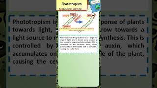 Learn Key Words For GCSE Biology What is Phototropism [upl. by Irama]