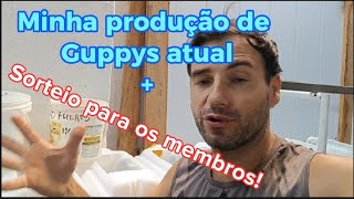 Produção de Guppys matrizes Lebistes Top [upl. by Hendrickson]