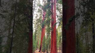 Sequoia trees in California are so amazing shorts amazing viral trending beautiful [upl. by Nosidda707]