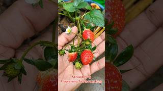 Strawberry Fruit Journey Strawberry Flowering To Harvesting shorts gardeningshorts स्ट्रॉबेरी [upl. by Noak]