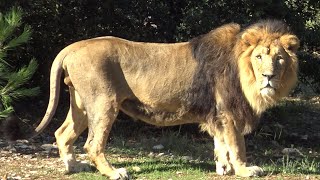 LION qui RUGIT 🦁 CRI dAPPEL pour sa TROUPE au Zoo de Montpellier [upl. by Bausch127]