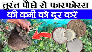 तुरंत पौधे से फास्फोरस की कमी को दूर करें  Phosphorus Fertilizer For Plants  Homemade Fertilizer [upl. by Towers927]