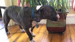 Pete the Bull Terrier Trancing [upl. by Ecirehc]