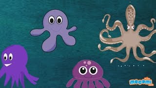 Octopus  Fun Fact Series EP14  Mocomi Kids [upl. by Sosthina]