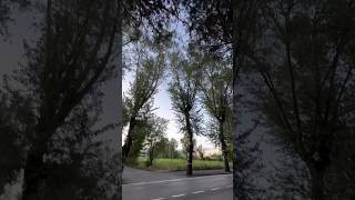 Italian Park in Lido di Jesolo shorts italy lidodijesolo europe youtubeshorts tree forest yt [upl. by Barram]