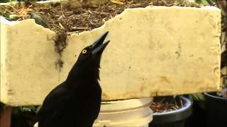 Magnificent AUSTRALIAN CURRAWONG CALL [upl. by Valle]