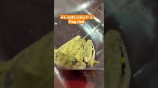 make this frog popular goofyahhmemes [upl. by Naggem589]