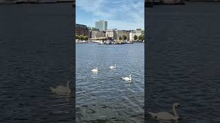 Лебеди  Hamburg Alster travel hamburg nature [upl. by Onihc]