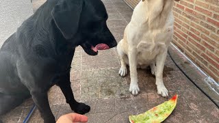 Labradors eating watermelon 🍉 like crazy original crunchy sound 👻hilarious funny gopro [upl. by Tarrel850]