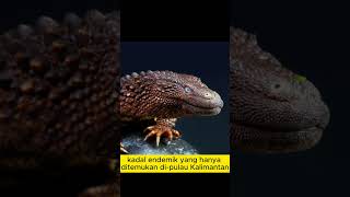 Kadal dayak Lanthanotus borneensis shorts [upl. by Chon692]