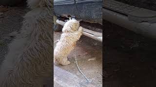 Doggo inspects shtbox truck like the DOT funny [upl. by Glennis]