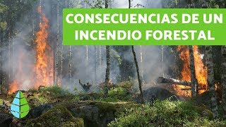 CONSECUENCIAS de los INCENDIOS FORESTALES  TIPOS DE INCENDIOS [upl. by Donohue977]