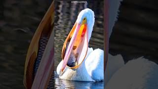 pelicans  the fish hunter bird [upl. by Cloris912]