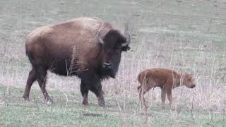 What is Tallgrass Prairie [upl. by Huai624]