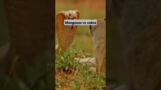 Mongoose vs cobracobra animals [upl. by Neyuh]