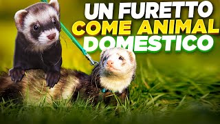 UN FURETTO COME ANIMALE DOMESTICO [upl. by Hawger]