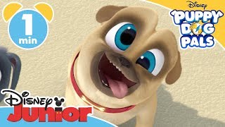 Puppy Dog Pals  A Visit to the Queen 👑  Disney Junior UK [upl. by Yumuk]