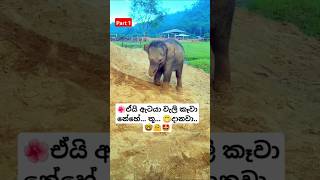 Chiki Chiki Bom Bom Rosa Kele Api ytshorts short trending Song Tiktok shortvideo Elephant 🥰 [upl. by Retsim]