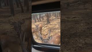 Baobab safari prigen tamansafariprigen baobabsafariprigen prigenjatim tamansafari [upl. by Ardnek]