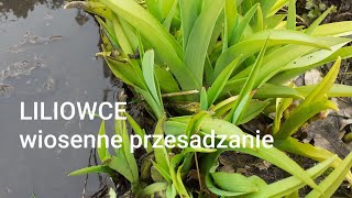 Liliowce  wiosenne przesadzanie [upl. by Glaudia]