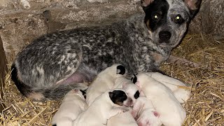 Blue Heeler Puppies 7 days old  Australian Cattle dog Puppy’s UK 🇬🇧 puppies cattledog shorts [upl. by Reviere]