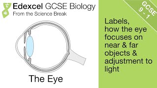 Edexcel GCSE Biology  The Eye [upl. by Claresta]