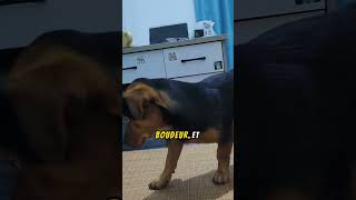 un chien boudeur fait éclater de rire sa propriétaire [upl. by Atilemrac]