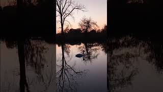 Swan Nice and Easy in the Pond After a Sunday Sunset 102024 [upl. by Llehsyt858]