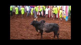 JALLIKATTU ராஜசேகர் கருப்பு காளை கலக்கல் ஆட்டம் Palamedu jallikattu 2019 [upl. by Adnihc]