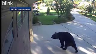 Threelegged bear breaks onto patio enjoys White Claw beverages [upl. by Tad749]