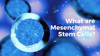 What are mesenchymal stem cells [upl. by Zaob747]