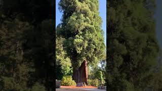 Grandfather Tree  Piercy California [upl. by Odraccir804]