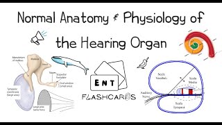 Normal Anatomy amp Physiology of the Hearing Organ [upl. by Nordin]