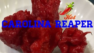 CAROLINA REAPER CHALLENGE INDONESIA [upl. by Ailliw27]