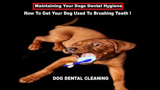 Dog Dental Cleaning  How To Get Dog Used To Brushing Teeth [upl. by Lemhaj]