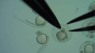 Dechorionating zebrafish embryos [upl. by Chanda]