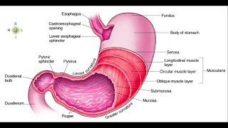 Gross anatomy of the stomach Regions and unique features of the stomach wall [upl. by Yllatan276]