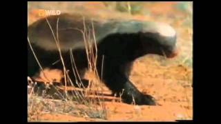 Honey Badger Narrates El Loco Antipáticoburro Tejon de Miel original narración de Randall [upl. by Erdnaek528]