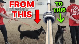 How to change the way your dog listens to you Tom Davis Dog Training in Canada [upl. by Ahsoem]