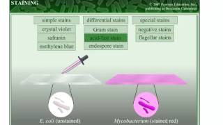 Staining in Microbiology [upl. by Odnalo995]