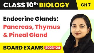 Endocrine Glands Pancreas Thymus Gland and Pineal Gland  Class 10 Biology Chapter 7 [upl. by Routh]