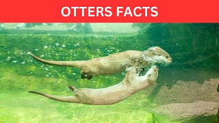 Fun Facts About Otters  Sea Otter Facts for Kids  Otter Facts Video [upl. by Adeirf]