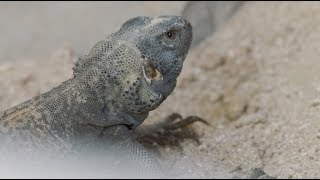 5 Fun Facts About the Chuckwalla [upl. by Tarrance]