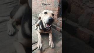 Dog lover song shorts music trendingreel bpraak nov2024 [upl. by Crudden]