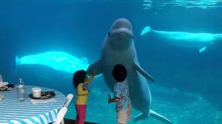 Beluga whales and 2 kids [upl. by Rosse739]