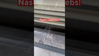 How To Get Cobwebs Off Windows windowcleaning exteriorcleaning diy [upl. by Eliathas]